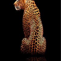 Black And Gold 71