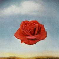 Dali Meditative Rose