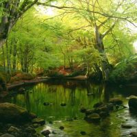 Monsted Peder Springtime In The Forest 1895