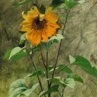 Monsted Peder Study Of Sunflowers 1919