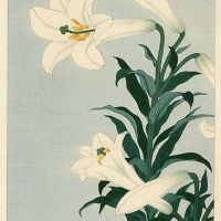 Ohara Koson White Lily 1930-s